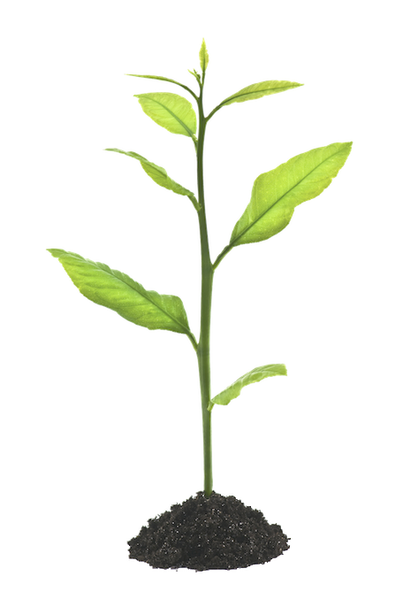 growing plant